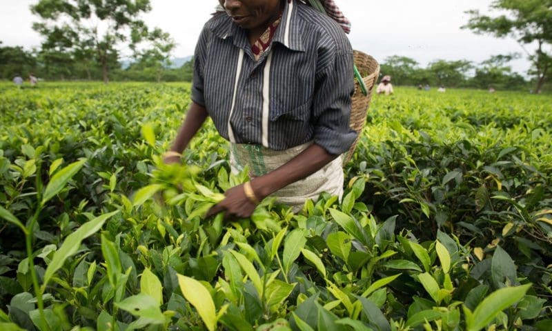 UK grocers criticised over ‘harsh’ working conditions for tea and fruit farmers