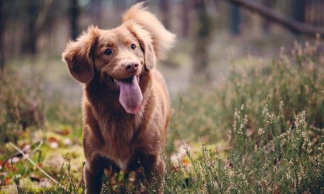 Pets at Home sales top £1bn in FY21
