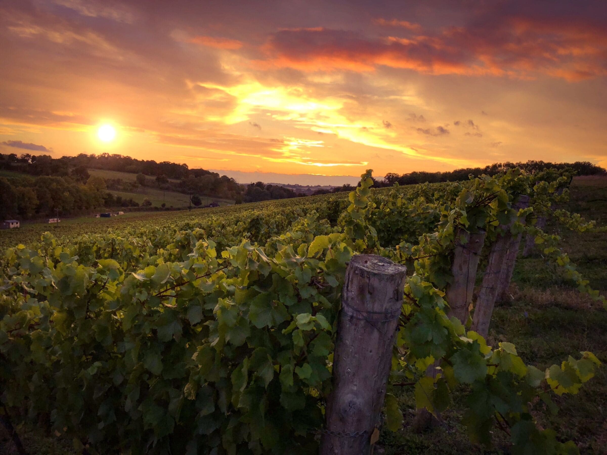 Waitrose sees demand for English wines reach new high