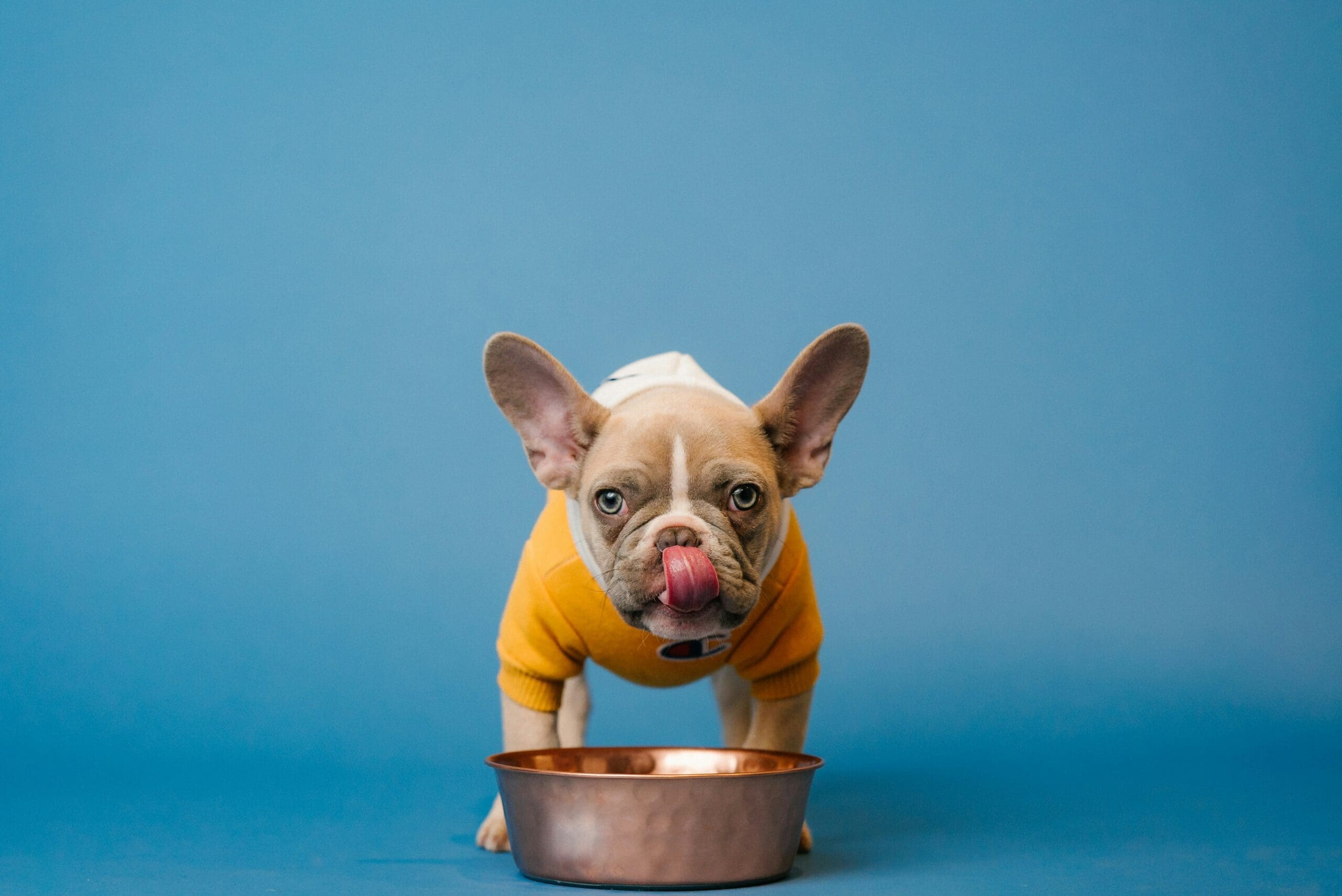 Ocado to stock frozen ready meals for pets