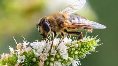 BRC warns retailers over lack of biodiversity targets